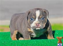 american bully puppy posted by Exotic Bully